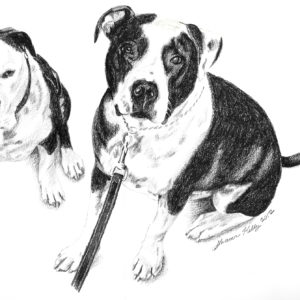 drawing of two dogs