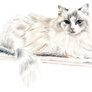 Shawn did a fantastic job with my parents' cat portrait. Dolly is a white ragdoll with blue eyes and she doesn't like to have her picture taken so I didn't have many good pictures of her for Shawn to use. One thing I knew I wanted was to have her tail in the portrait. I gave Shawn several photos and she was able to put together the most perfect composition of Dolly. The drawing is incredible. It really looks like her and her piercing blue eyes! It is my mom's favorite gift she's ever received. Thank you Shawn for such a wonderful gift to give. If you want to give the most amazing gift to someone, I highly recommend having Shawn create the most amazing gift!